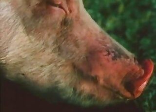 Zoo XXX movie showing pigs fucking in an outdoor setting