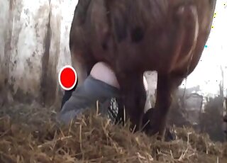 Awesome hidden cam video with a zoophile that fucks a sexy pig